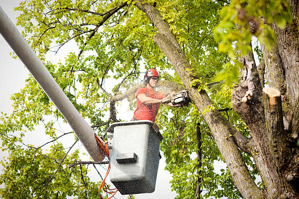 Best Best Tree Removal Services  in Ovid, MI